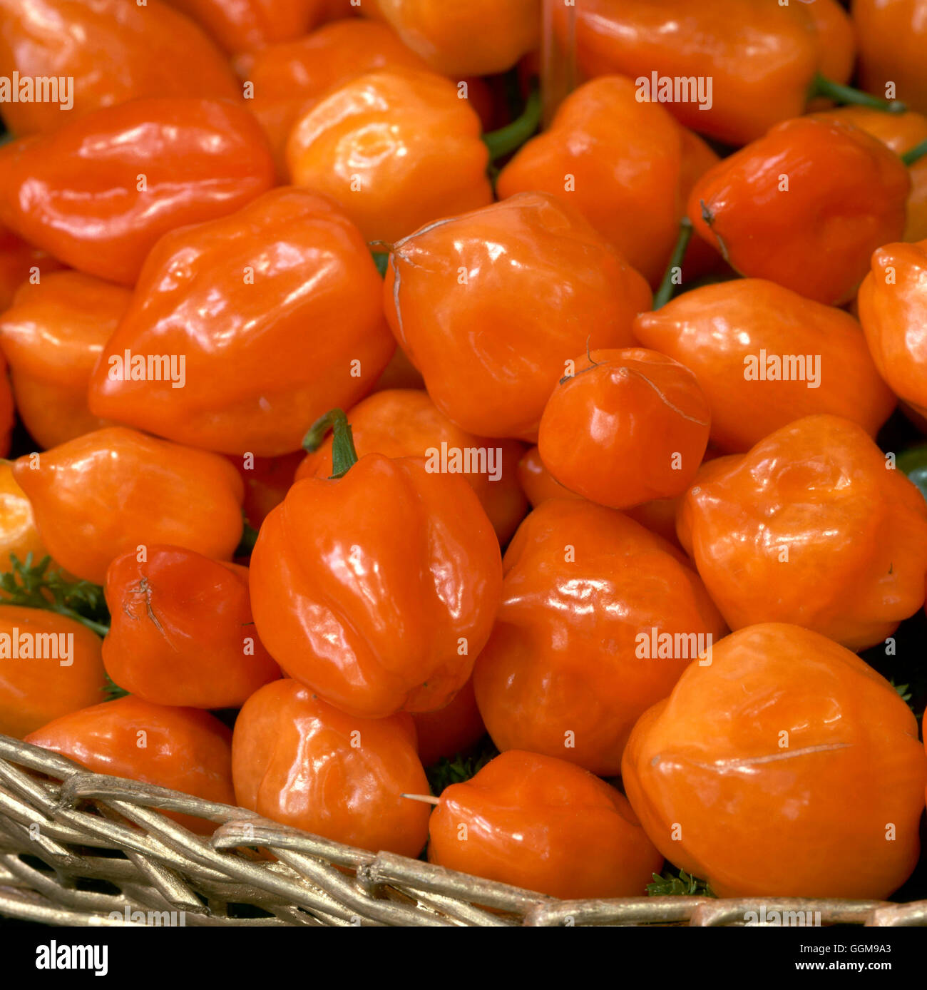 Pepper - Chilli - `Habanero Orange'   VEG091858 Stock Photo